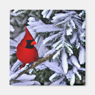 Winter Red Cardinal Magnet