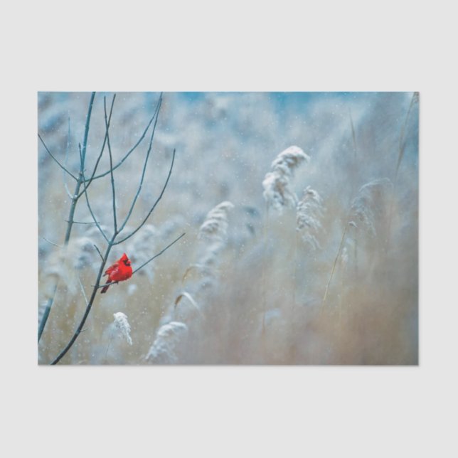 Winter Red Cardinal Snow Photo Tissue Paper (Front)
