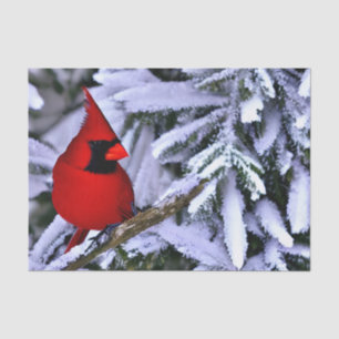 Winter Red Cardinal Tissue Paper