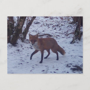 Winter Red Fox Snow Woodland Holiday Scenic Postcard