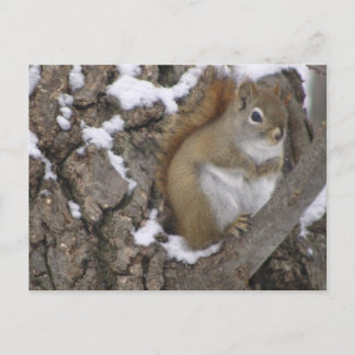 Winter Red Squirrel Postcard