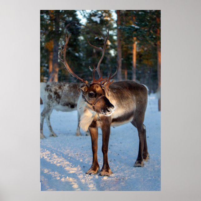 Winter Reindeer Snowing Mountain Pretty Landscape  Poster (Front)