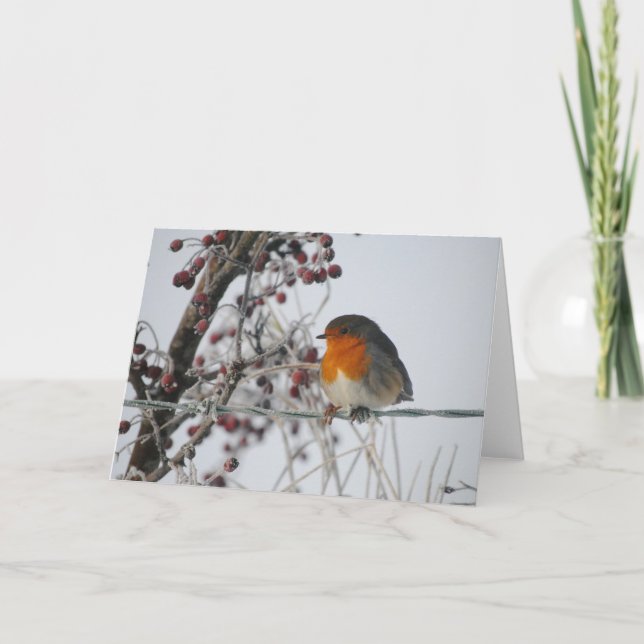 Winter Robin Holiday Card (Front)