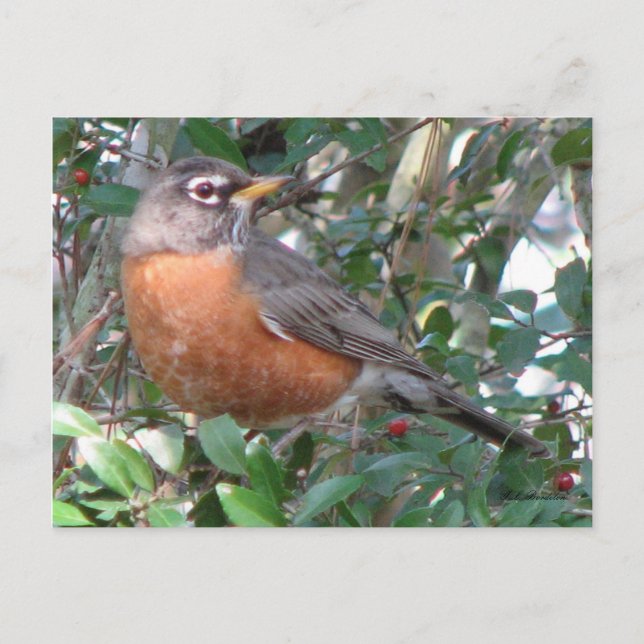 Winter Robin Postcard (Front)