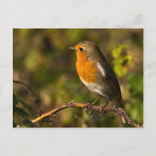 Winter Robin Postcard
