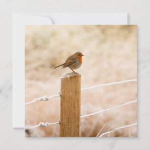 Winter Robin Redbreast Card