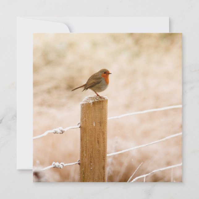 Winter Robin Redbreast Card (Front)