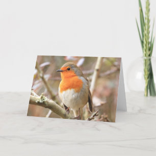 Winter Robin Redbreast Card