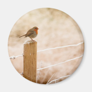 Winter Robin Redbreast Magnet