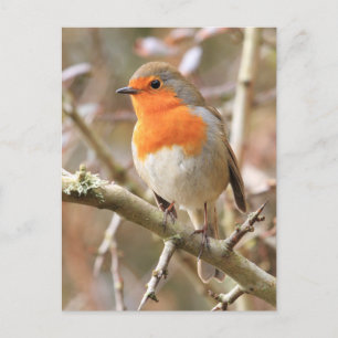 Winter Robin Redbreast Postcard