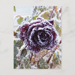 Winter Rose2 Postcard