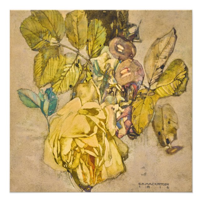 Winter Rose by Charles Rennie Mackintosh Photo Print (Front)