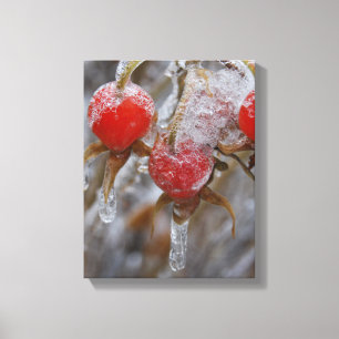 Winter Rose Hips Canvas Print