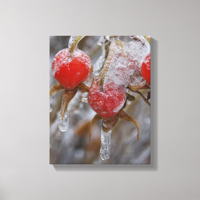 Winter Rose Hips Canvas Print (Front)