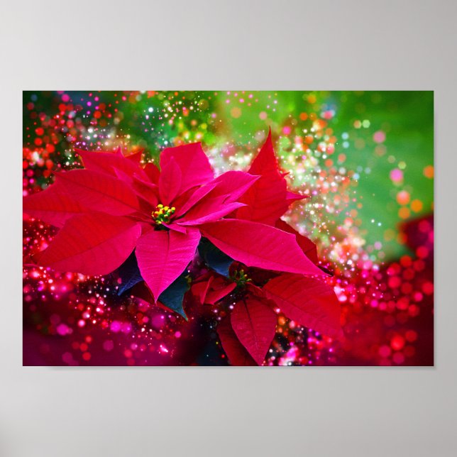Winter rose, poinsettia / Weihnachtsstern festlich Poster (Front)