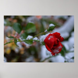 Winter Rose Poster