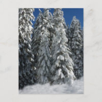 Winter Scene