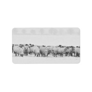 Winter sheep flock label