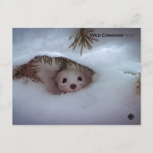 Winter - Short-Tailed Weasel Postcard