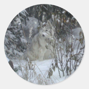 Winter Siberian Husky Sticker