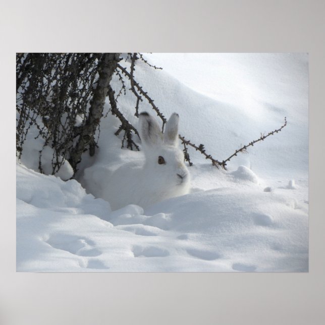 Winter Snow Bunny Art Poster (Front)