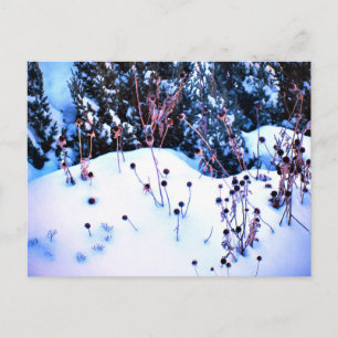 Winter Snow Flower Heads Trees Nature Postcard