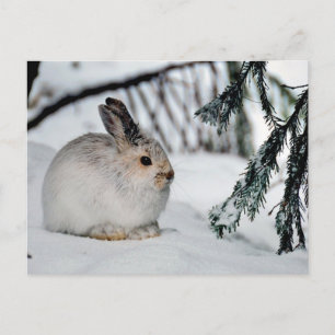 Winter Snow Nature Scene - Snowshoe Hare Holiday Postcard