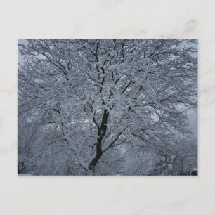 Winter Snow on a Tree Postcard