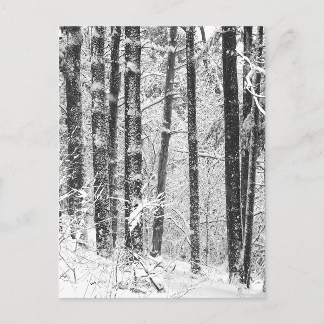 Winter Snow Postcard (Front)