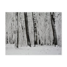 Winter Snow Trees   -     -