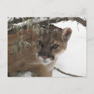 Winter Snowy Cougar (Puma Concolor) Photography Postcard