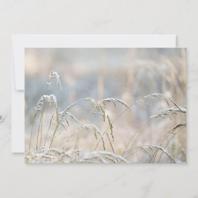 Winter Softness, first snow Holiday Card (Front)