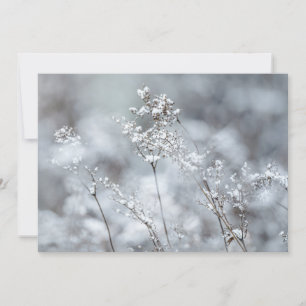 Winter Softness, snowy Holiday Card