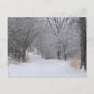 Winter Solitude Postcard