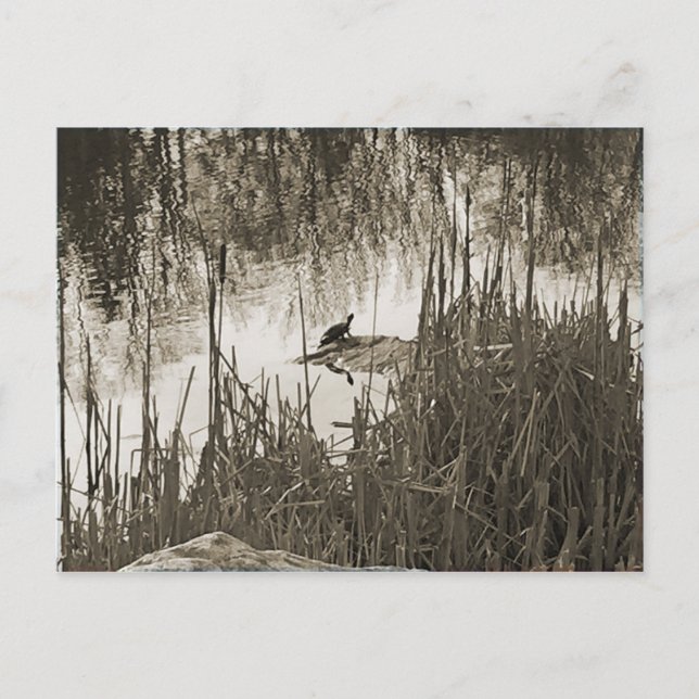 Winter Solstice Postcard (Front)