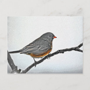 Winter Sparrow Postcard