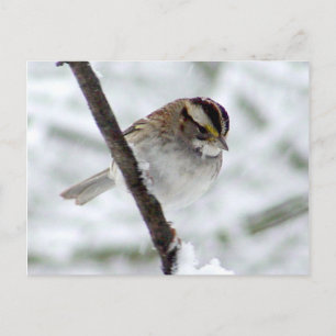 Winter Sparrow Postcard
