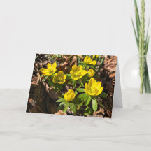 Winter / Spring Greeting Card (Blank Inside)