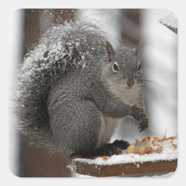 Winter Squirrel on a Sticker (Front)