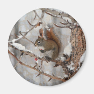 Winter Squirrel, Snow & Red Berries Xmas Design Magnet