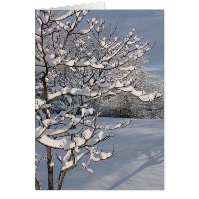 Winter Storm (Front)