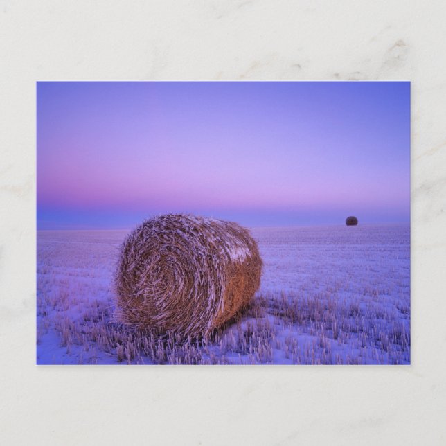 Winter Straw Bales near Cartwright North Postcard (Front)
