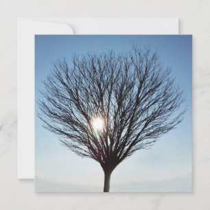 winter sun