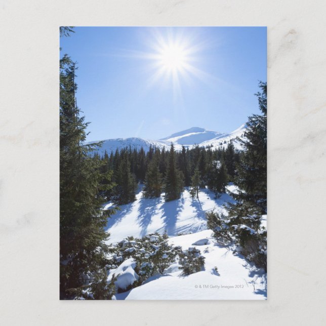Winter sun 5 postcard (Front)