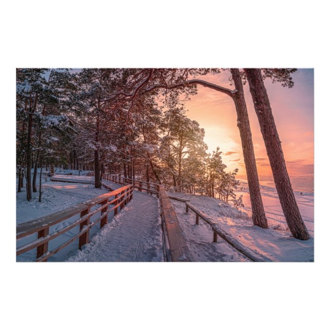Winter sunset in pine forest near sea photo print (Front)