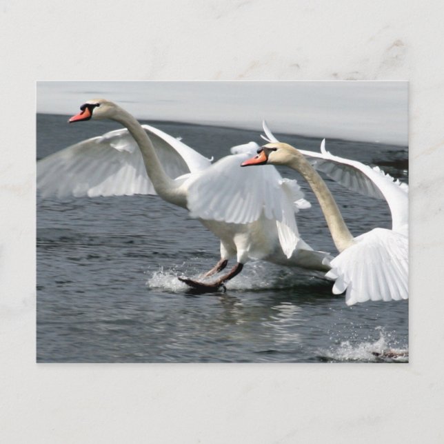 Winter Swans Landing Postcard (Front)