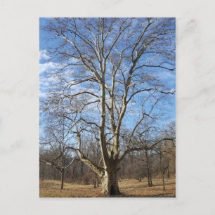 Winter Sycamore Tree Postcard