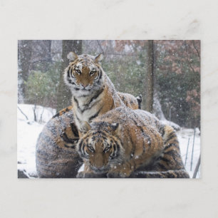 Winter Tiger Cuddle Postcard