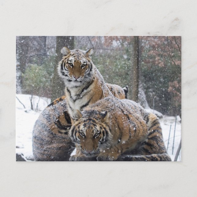 Winter Tiger Cuddle Postcard (Front)