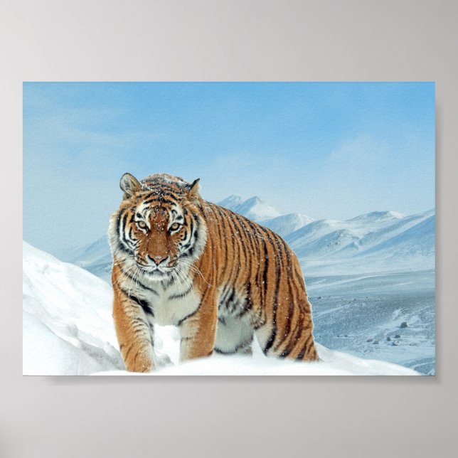 Winter Tiger Mountains Nature Photo Snow Poster (Front)